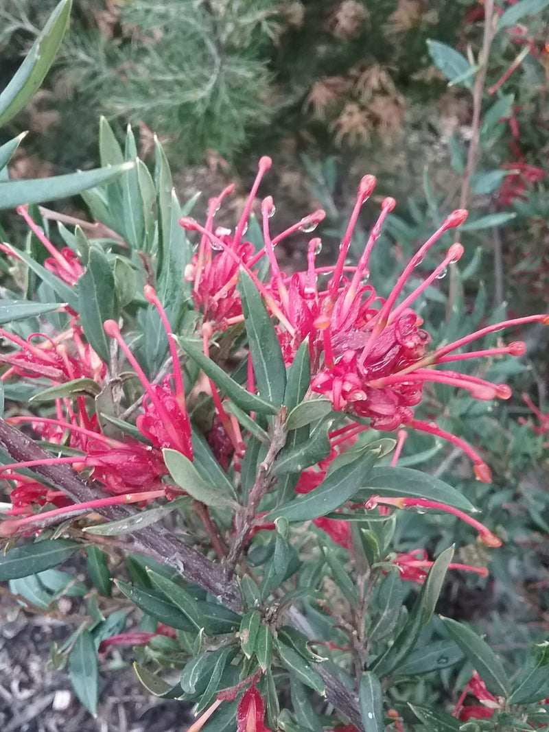 Grevillea Splendour