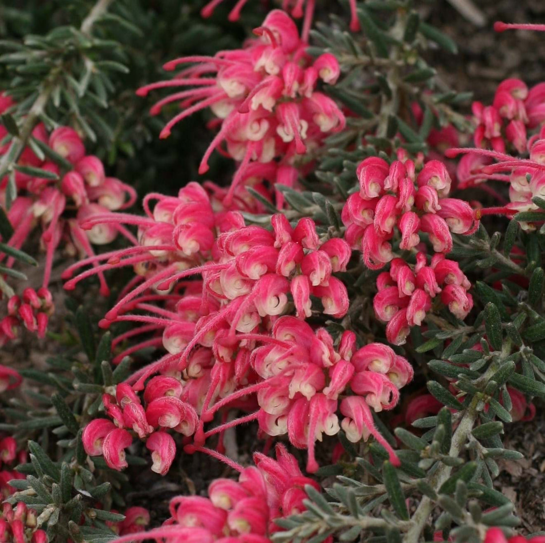 Grevillea Tucker Time ® Fruit box™ - Ladybird Nursery
