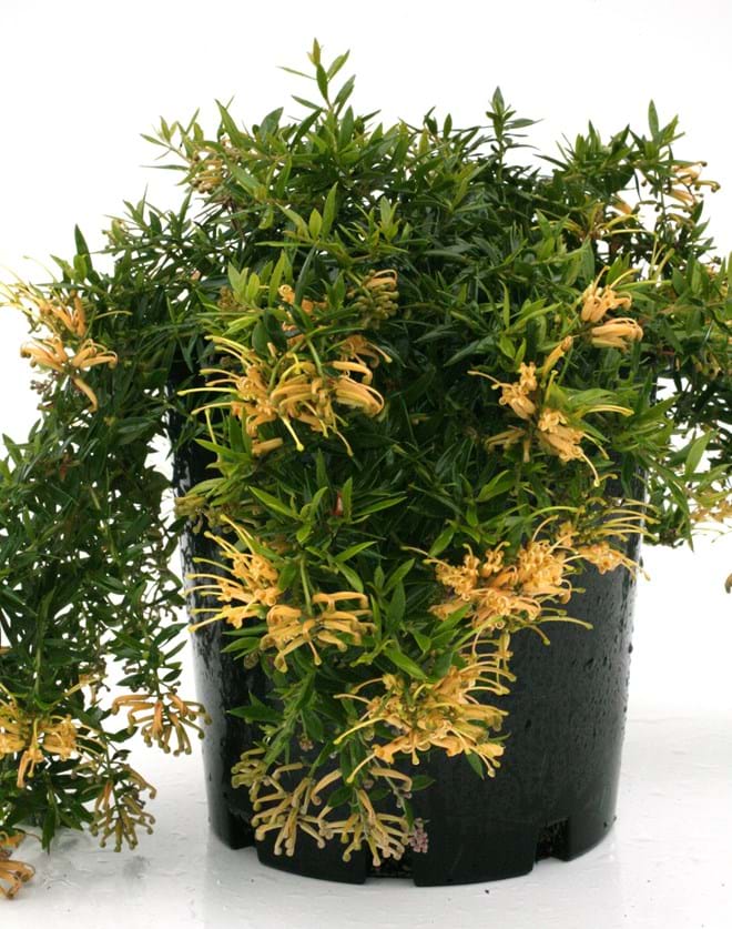 Grevillea x. rhyolitica Sunkissed (Grevillea juniperina) - Ladybird Nursery