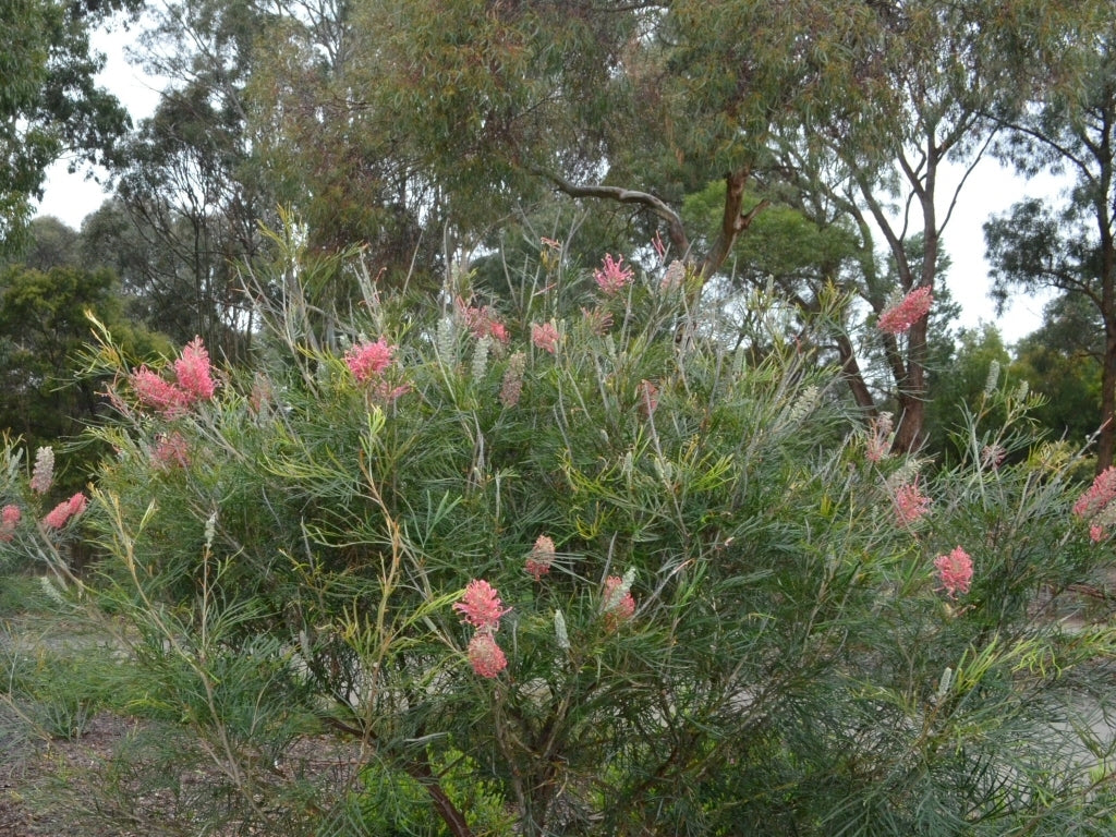 Grevillea 'Sylvia'