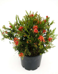 Grevillea Winter Flame