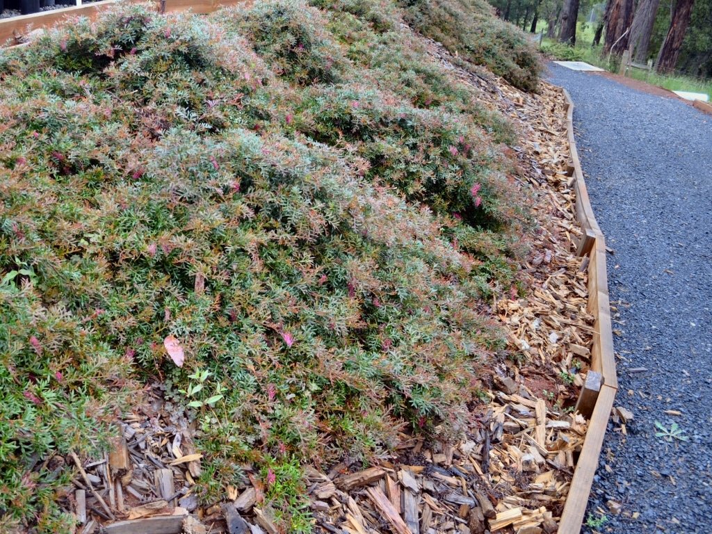 Grevillea Bronze Rover - Ladybird Nursery