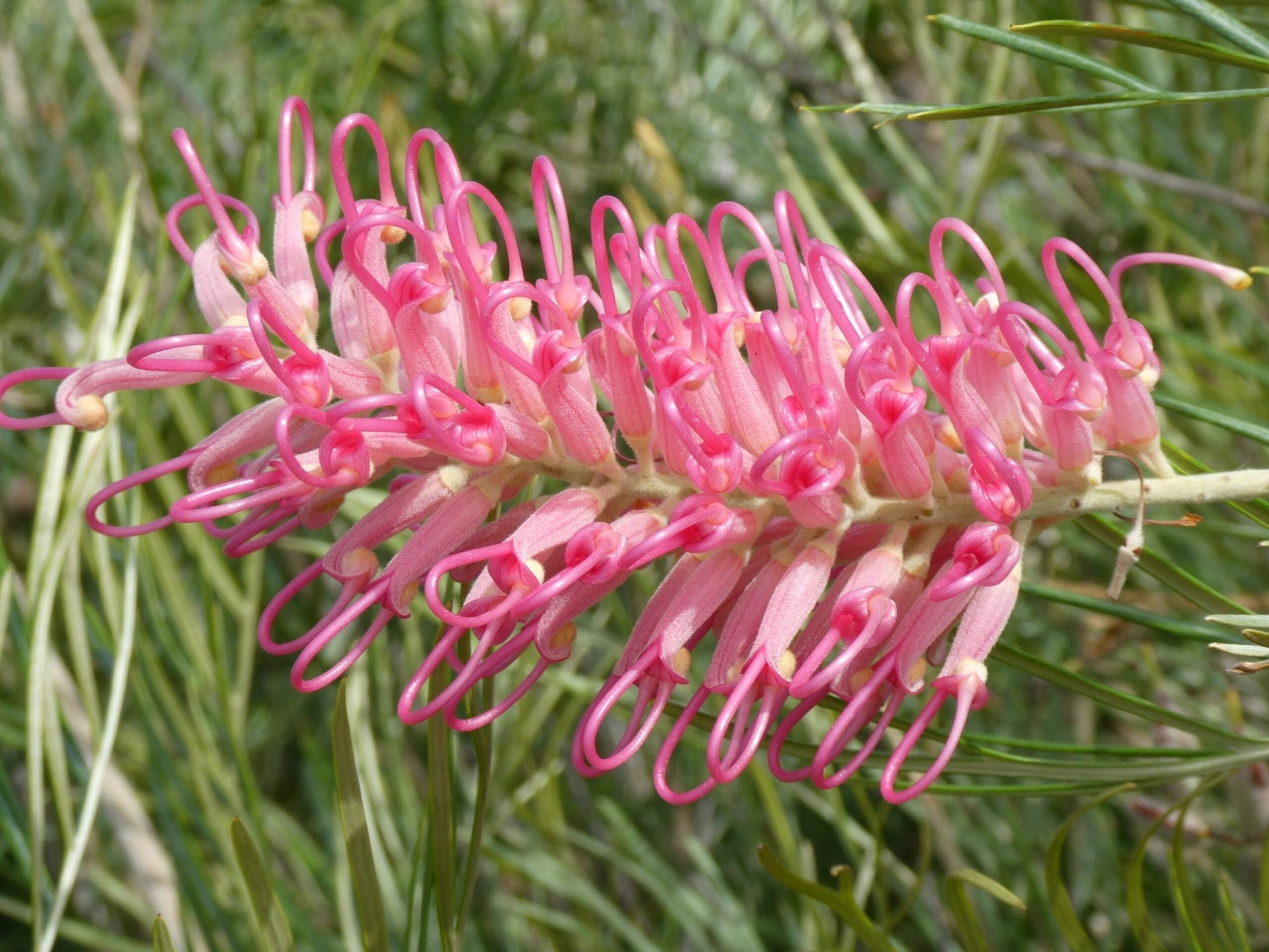 Grevillea 'Sylvia' - Ladybird Nursery
