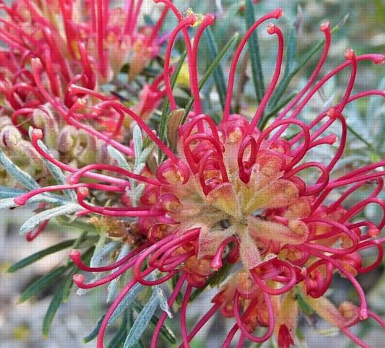 Grevillea 'Spirit of ANZAC'