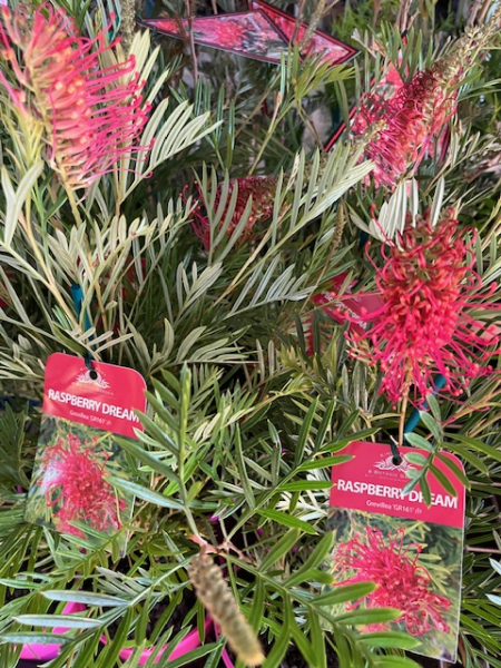 Dwarf Grevillea 'Raspberry Dream' - Ladybird Nursery