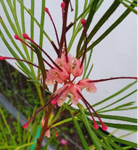 Grevillea Bulli Princess