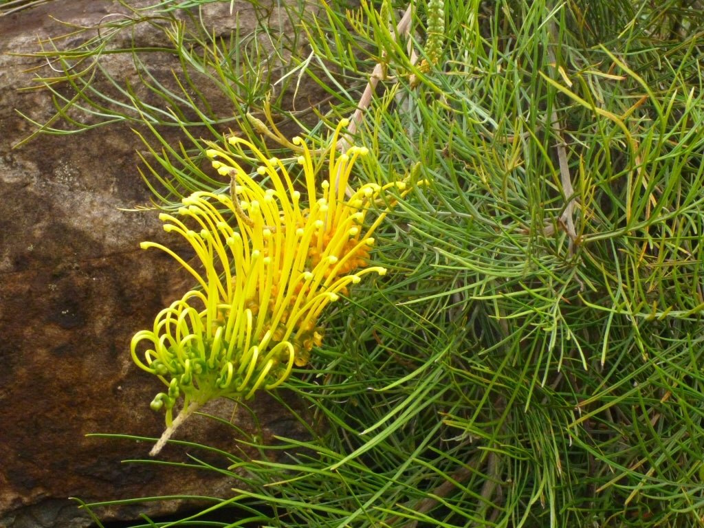 Grevillea Cooroora Cascade - Ladybird Nursery