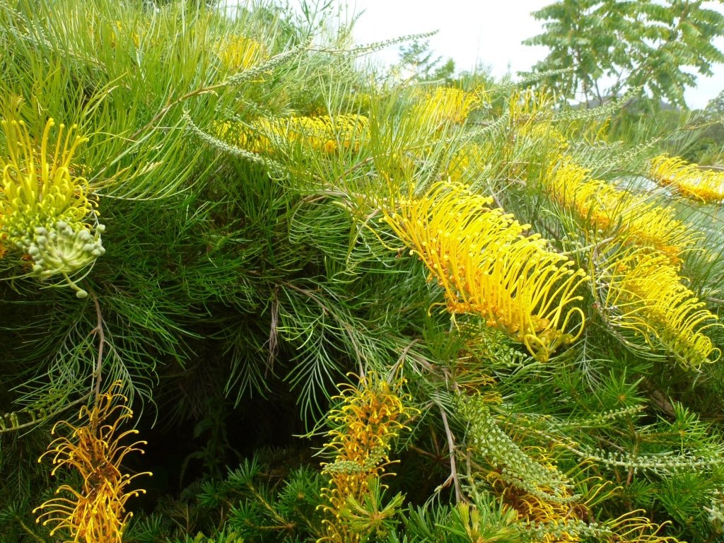 Grevillea Cooroora Cascade - Ladybird Nursery