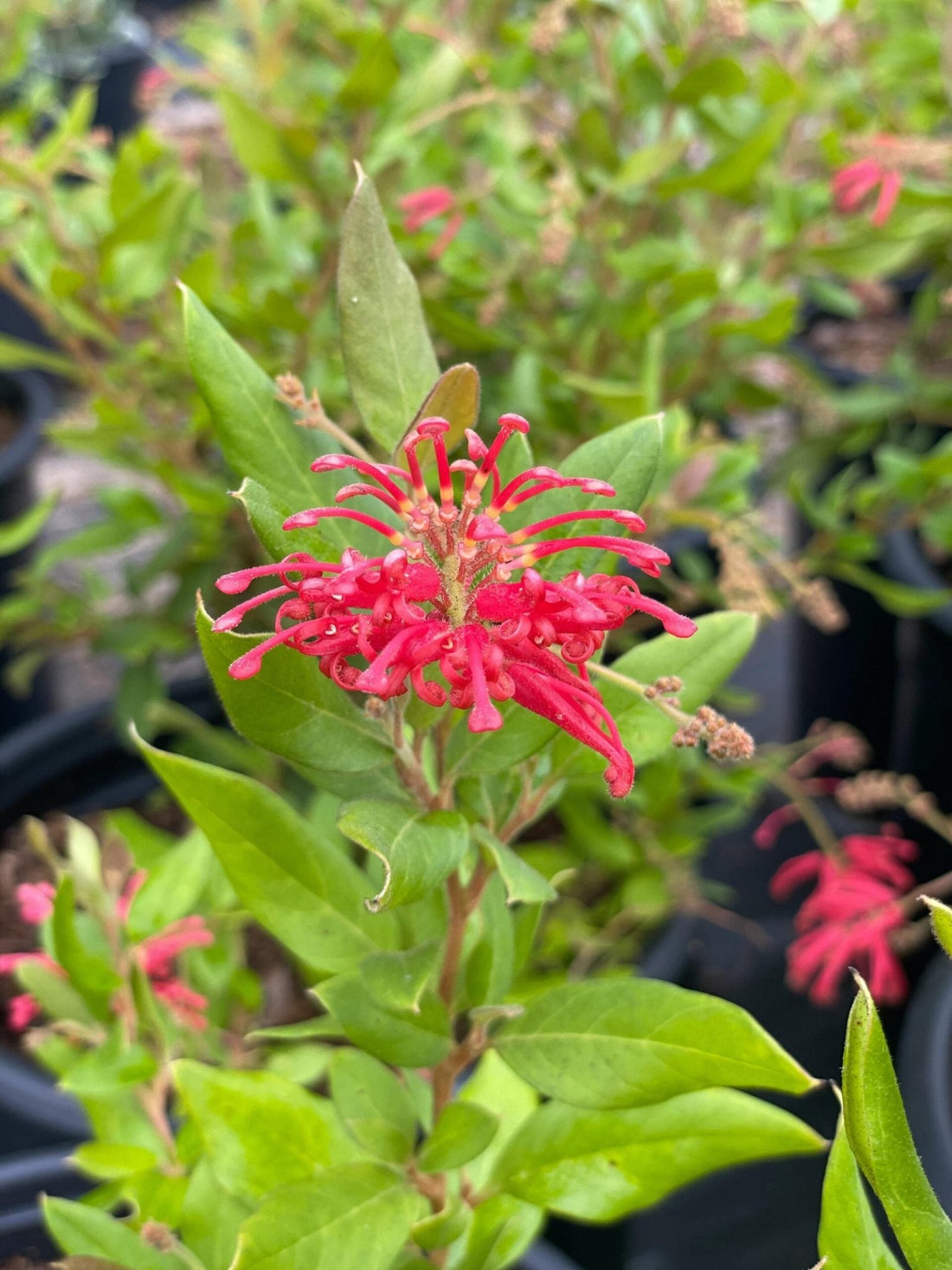 Grevillea Deua Flame - Ladybird Nursery