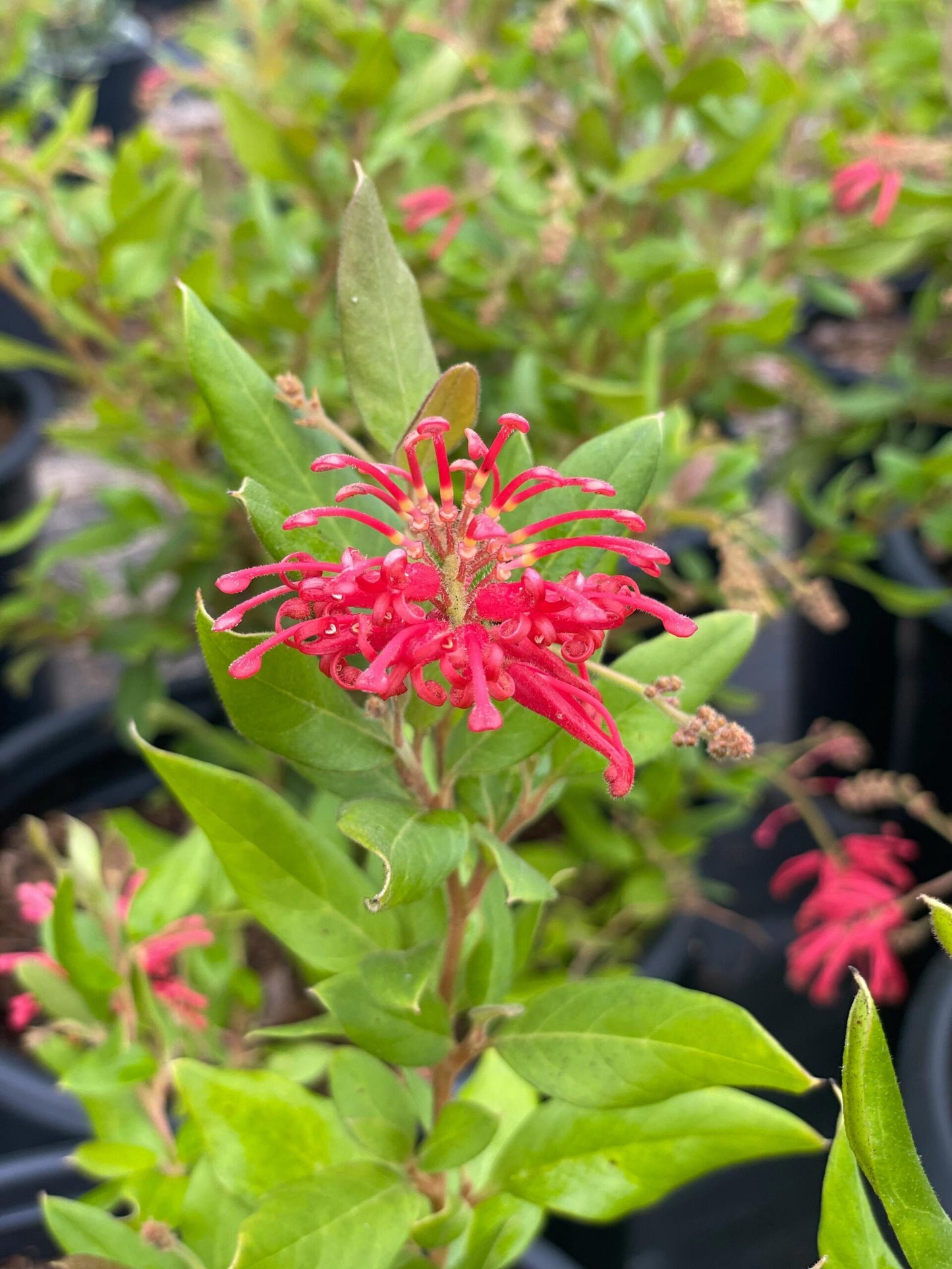 Grevillea Deua Flame
