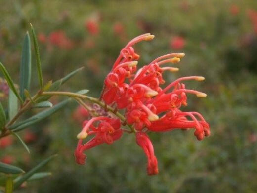 Grevillea Ember Glow - Ladybird Nursery