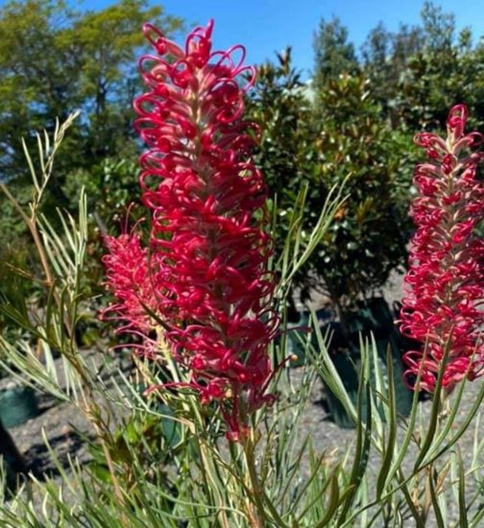 Grevillea 'Goliath' - Ladybird Nursery