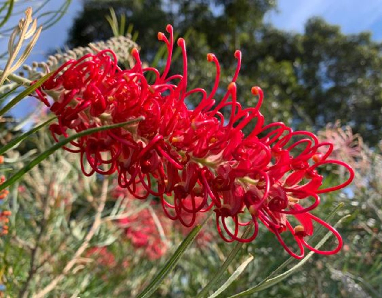 Grevillea 'Goliath' - Ladybird Nursery