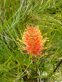 Grevillea Honey Barbara