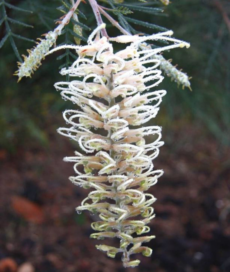 Grevillea 'Ivory Whip'