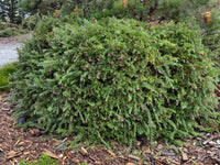 Grevillea John Evans - Ladybird Nursery