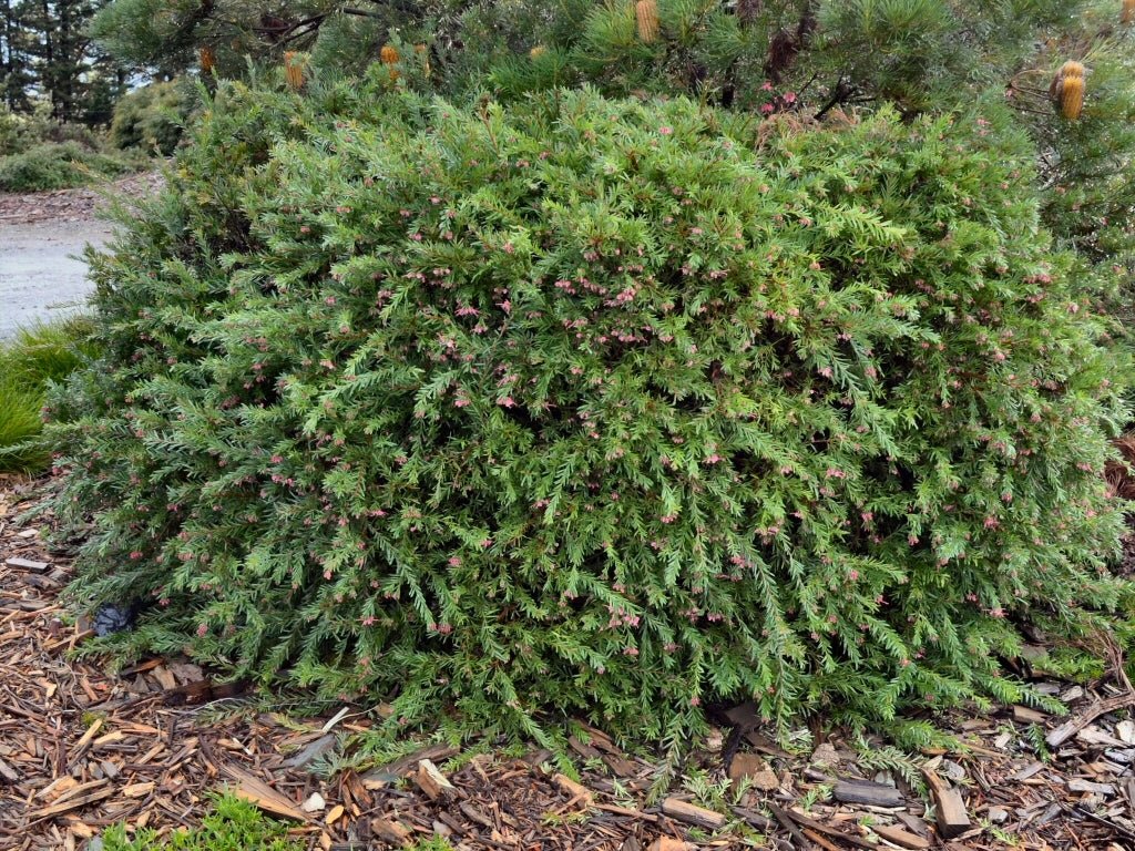 Grevillea John Evans - Ladybird Nursery