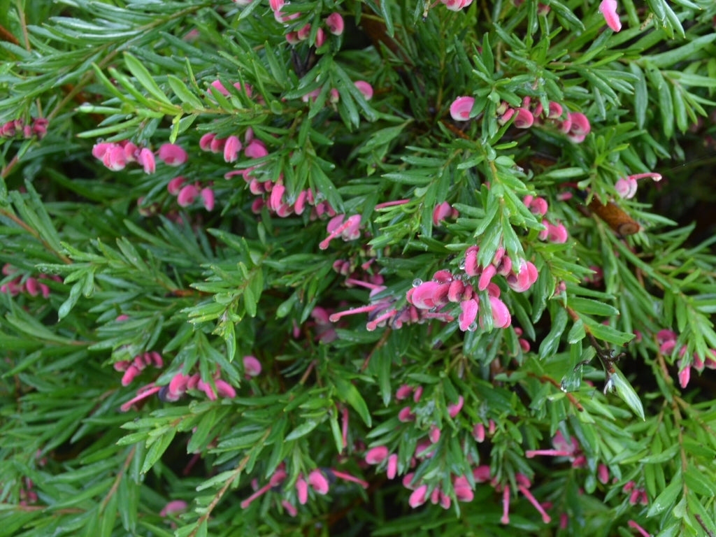 Grevillea John Evans