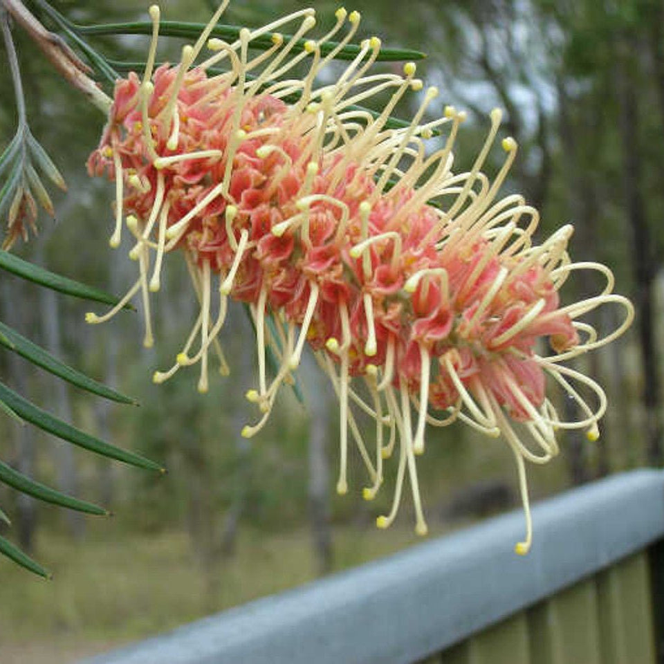 Grevillea Kay Williams - Ladybird Nursery