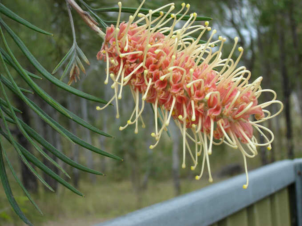 Grevillea Kay Williams