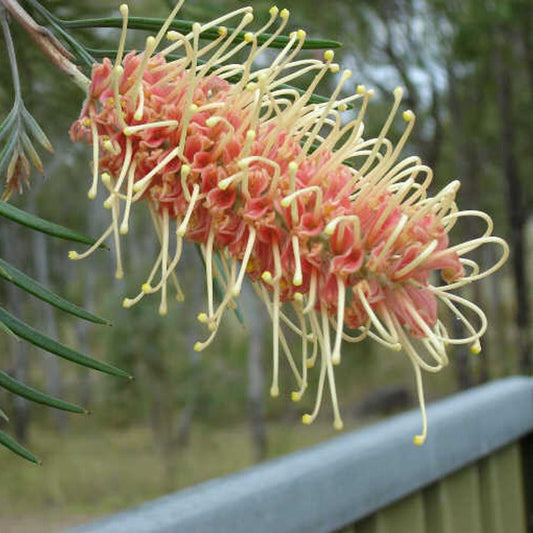 Grevillea Kay Williams - Ladybird Nursery