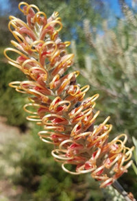 Grevillea Kay Williams