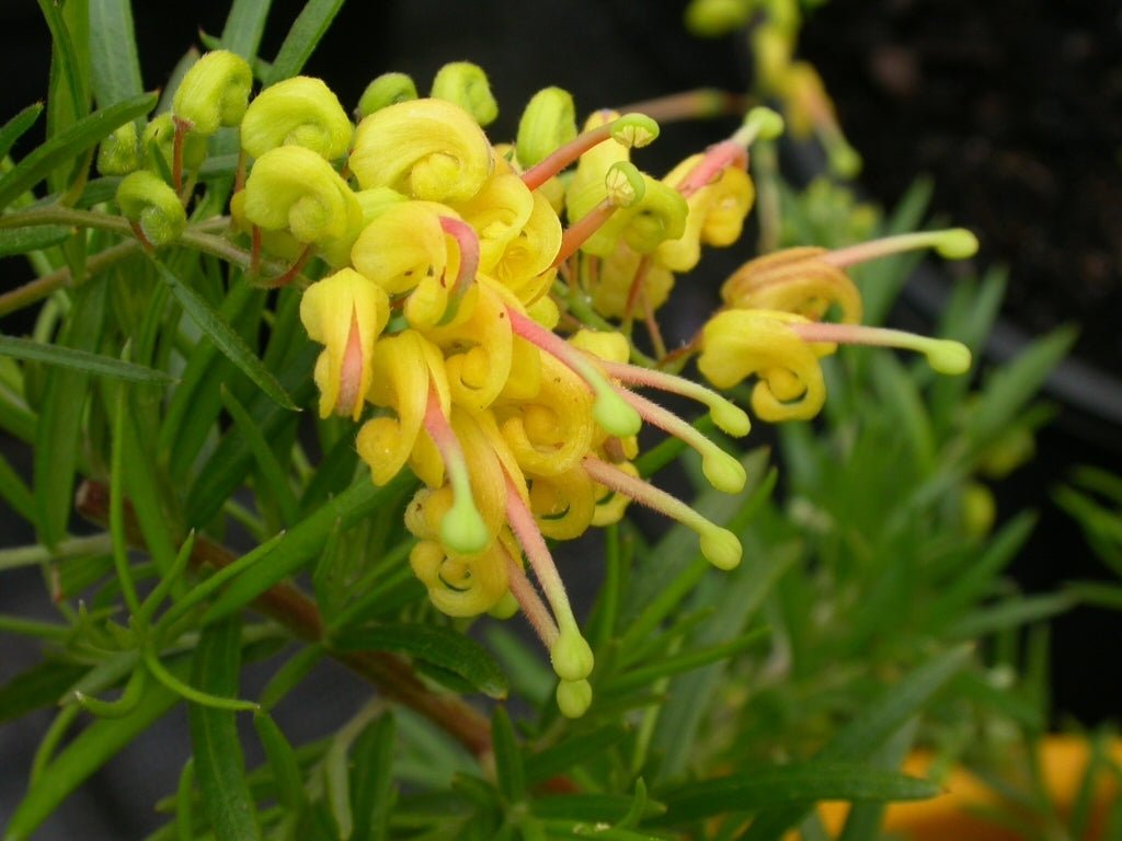 Grevillea Lemon Daze - Ladybird Nursery