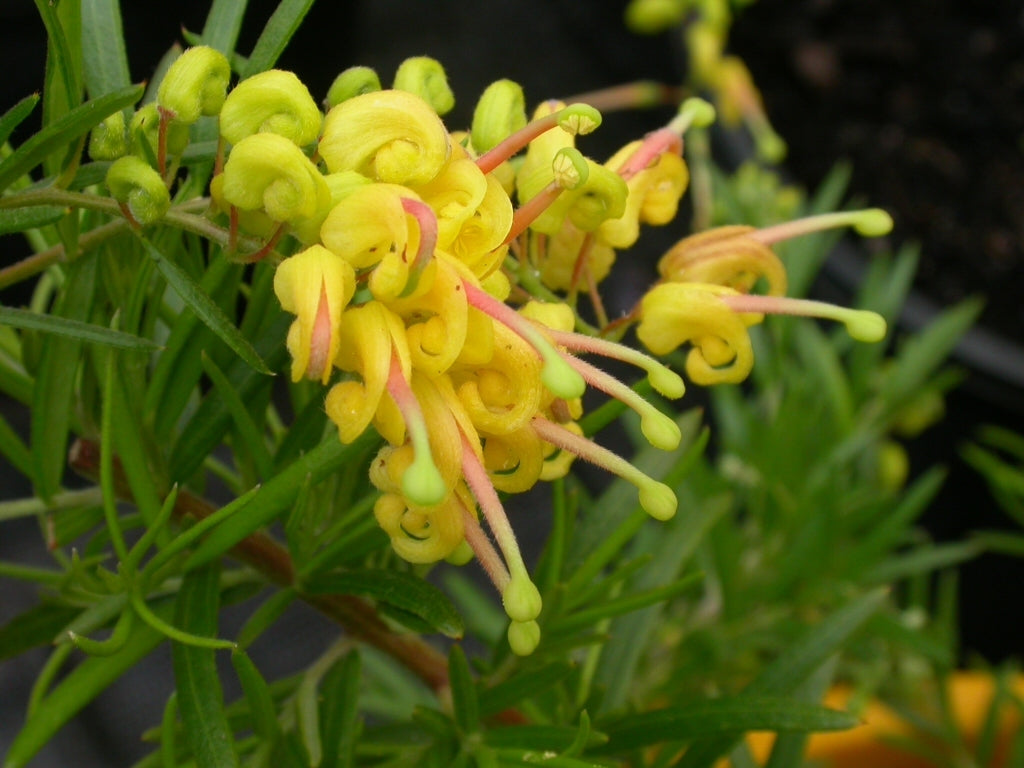 Grevillea Lemon Daze