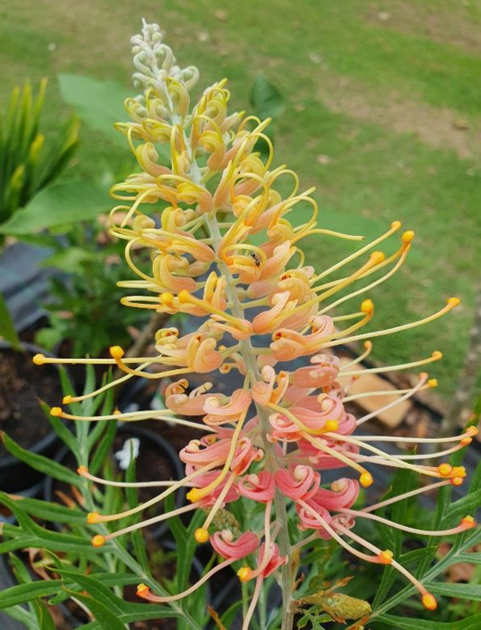 Grevillea Lemon Baby - Ladybird Nursery