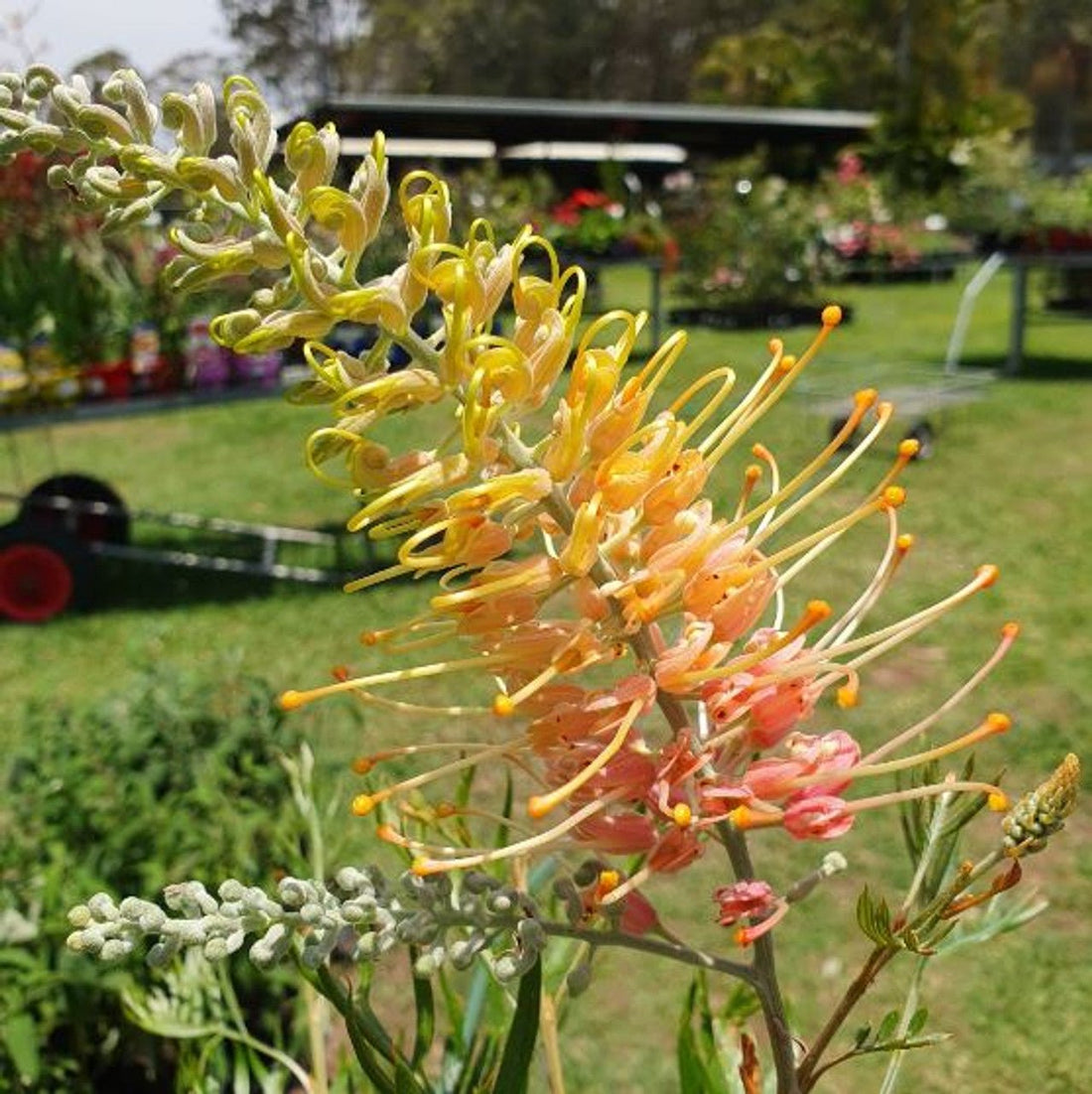 Grevillea Lemon Baby - Ladybird Nursery