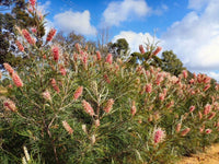 Grevillea Majestic - Ladybird Nursery
