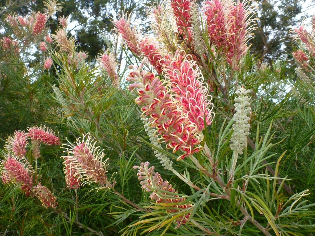 Grevillea Majestic - Ladybird Nursery