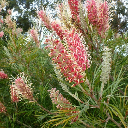 Grevillea Majestic - Ladybird Nursery