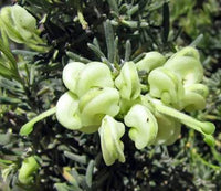 Grevillea 'Mello Yellow' - Ladybird Nursery