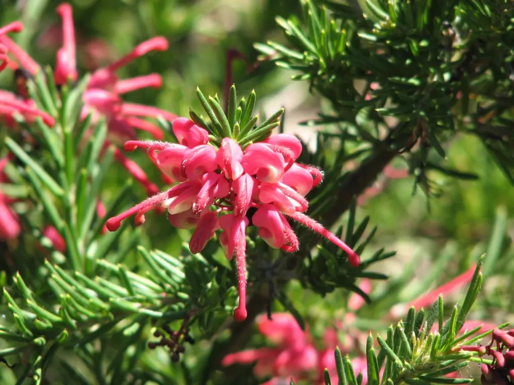 Grevillea Nancy Otzen - Ladybird Nursery