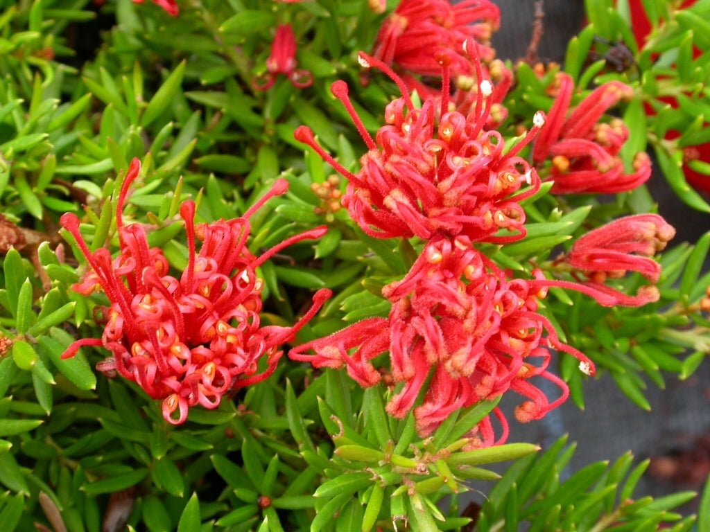 Grevillea 'New Blood' - Ladybird Nursery