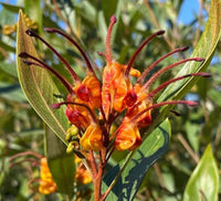 Grevillea Orange Marmalade - Ladybird Nursery