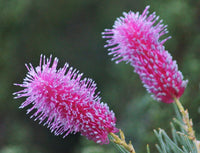Grevillea 'Panrock Princess'