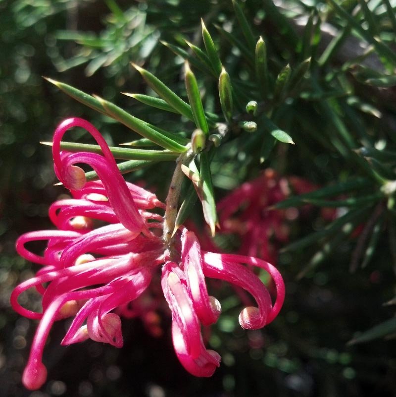 Grevillea Pink Pearl - Ladybird Nursery