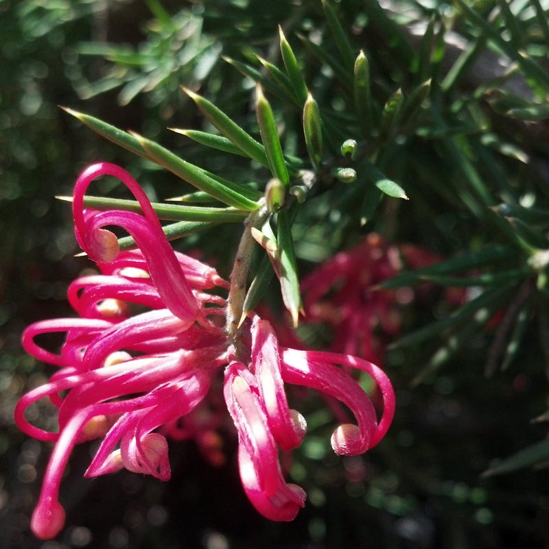 Grevillea Pink Pearl