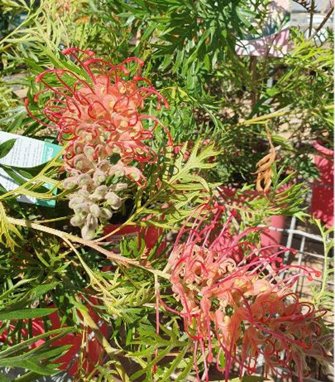 Grevillea 'Pink Profusion'