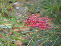 Grevillea Red Hooks