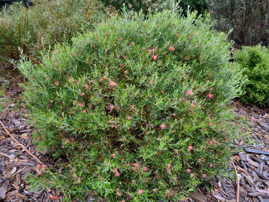 Grevillea Red Sunset
