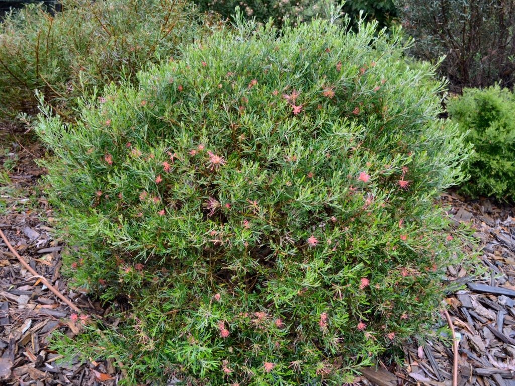 Grevillea Red Sunset - Ladybird Nursery