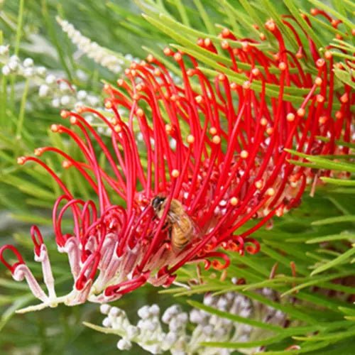 Grevillea 'Scarlet Moon' - Large - Ladybird Nursery
