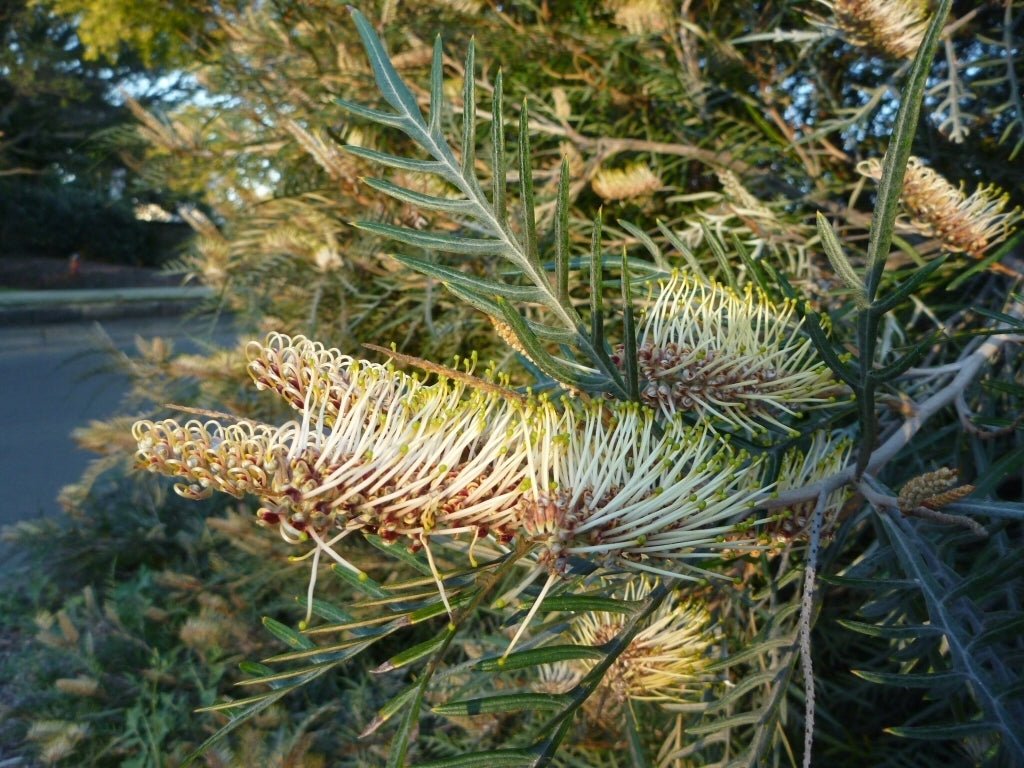 Grevillea Strawberry Blonde - Ladybird Nursery
