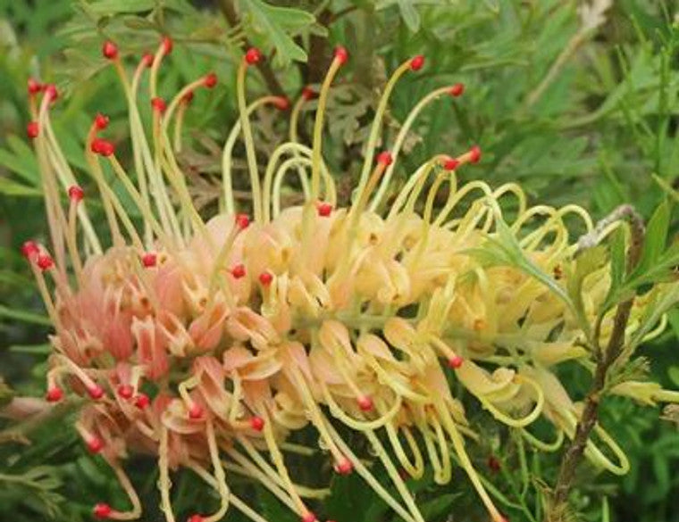 Grevillea Strawberry Pops Intended