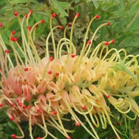 Grevillea Strawberry Pops Intended - Ladybird Nursery
