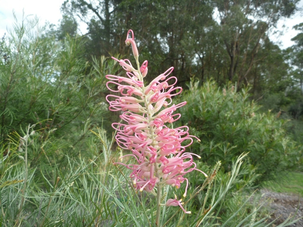 Grevillea 'Sylvia'