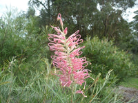 Grevillea 'Sylvia'